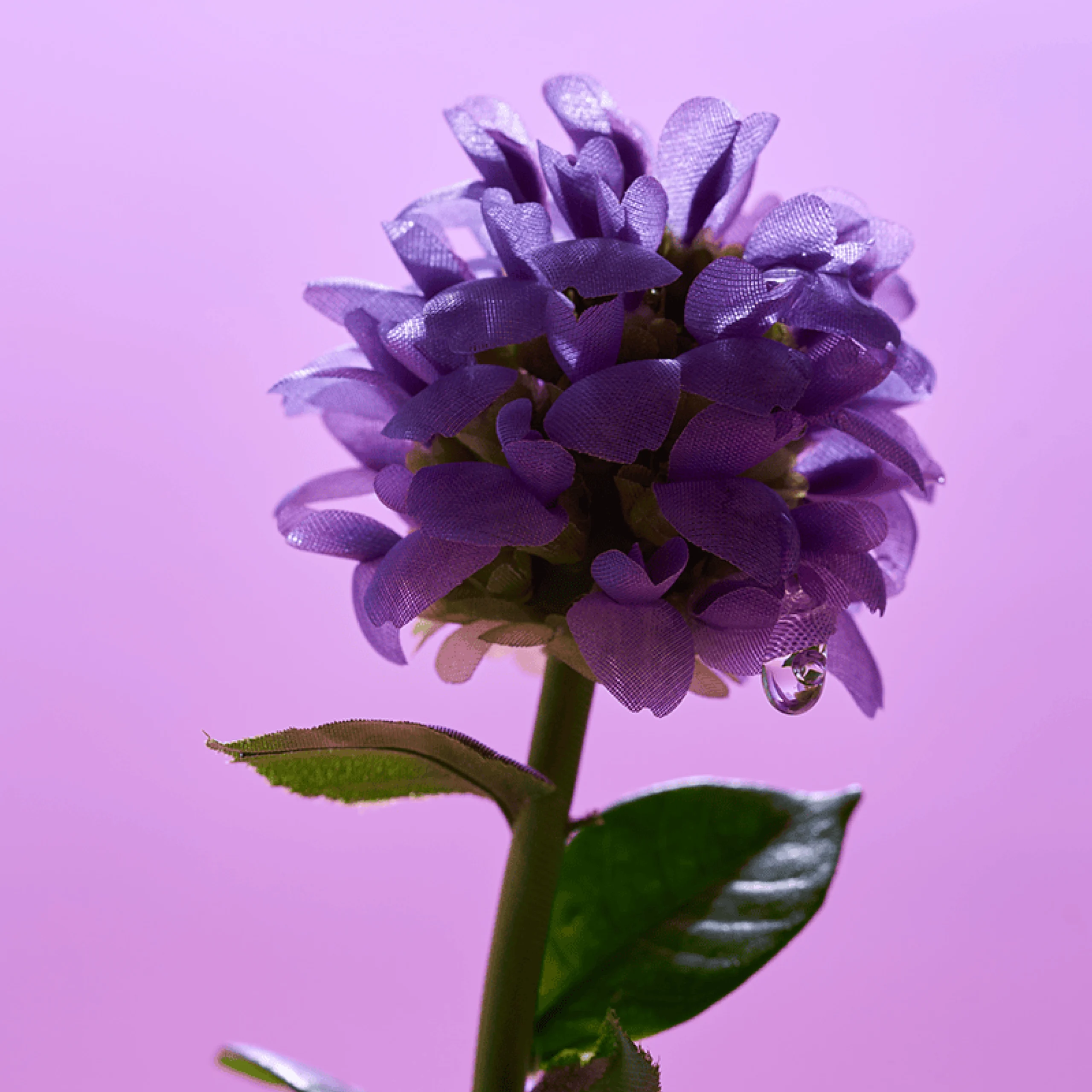 Eqqualberry Bakuchiol Plumping Serum – Image 3